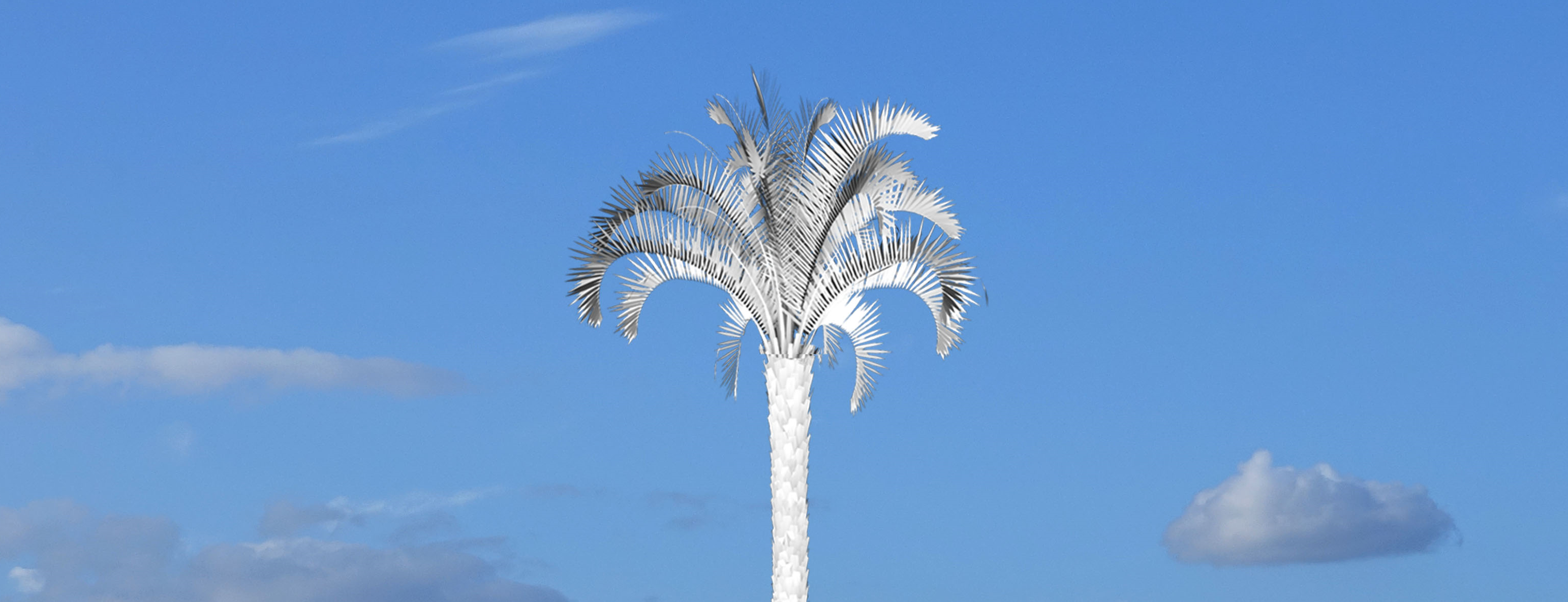 White Palm image