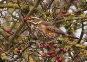 Redwing. Credit: Steve Smith
