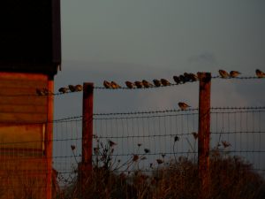 Goldfinches sitting on a wire