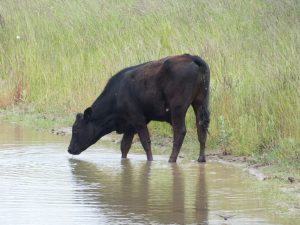 Cow drinking